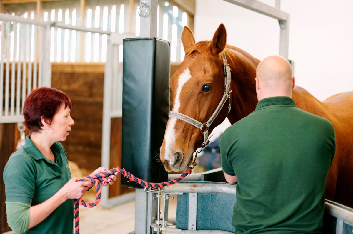 formation osteopathe equin